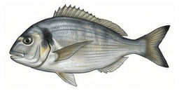 Orada