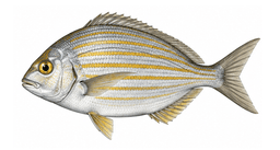 Salpa