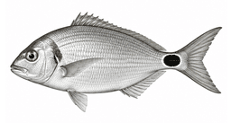 Ušata